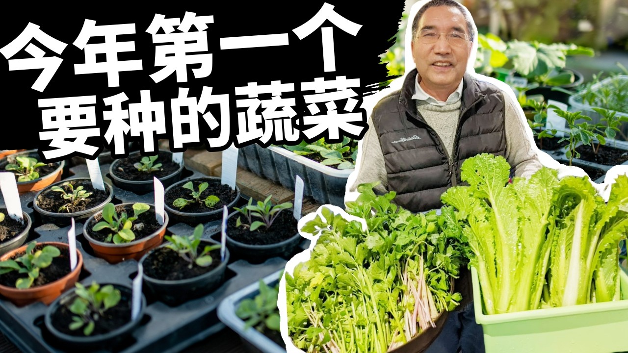春季耐寒蔬菜种植方法