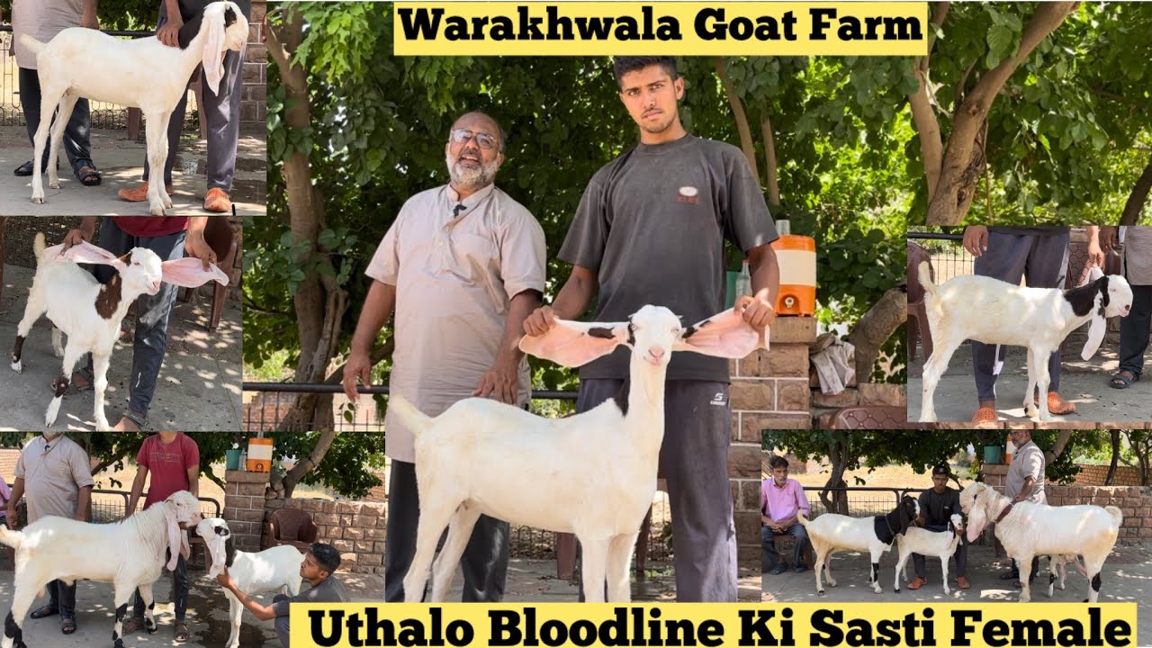 Sasti Gulabi Bloodline Ki Female || Warakhwala Bakri Ka DNA Karanae ko Taiyar || Moin Bhai Ki Zubani
