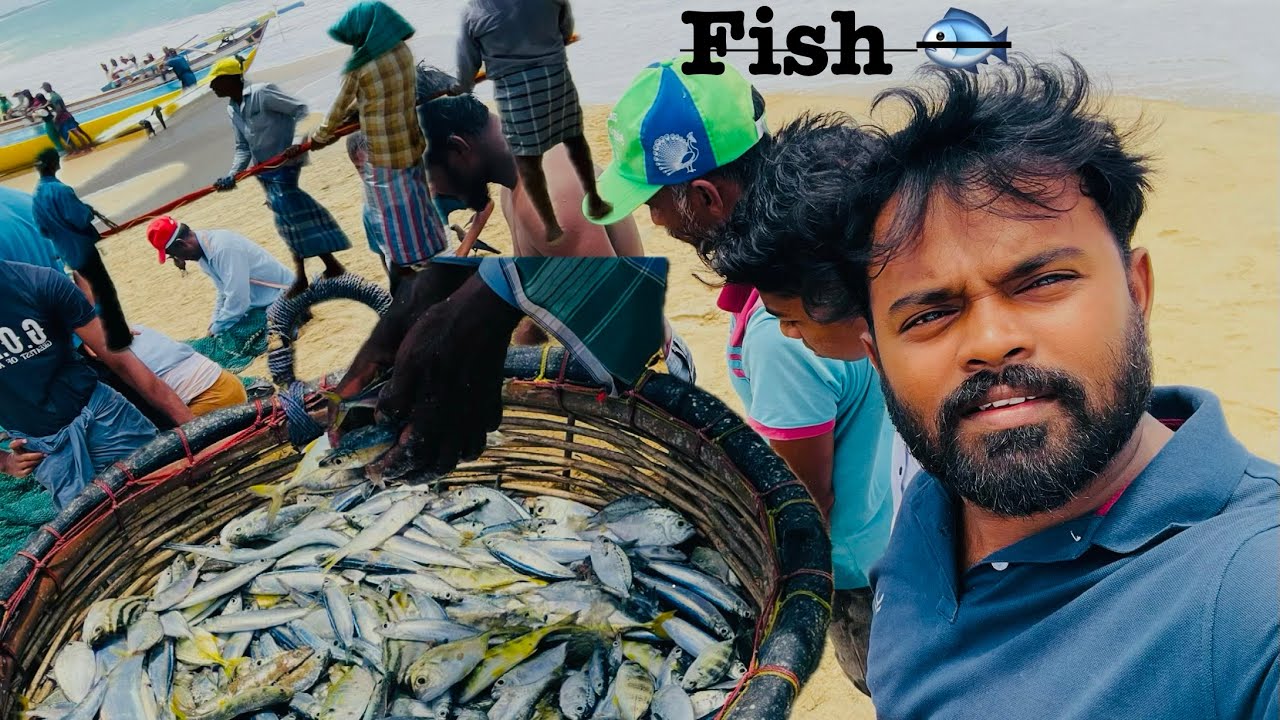 Wow 😮 fishing 🎣 season starts |palamunai|Hafeeth Vlogs 