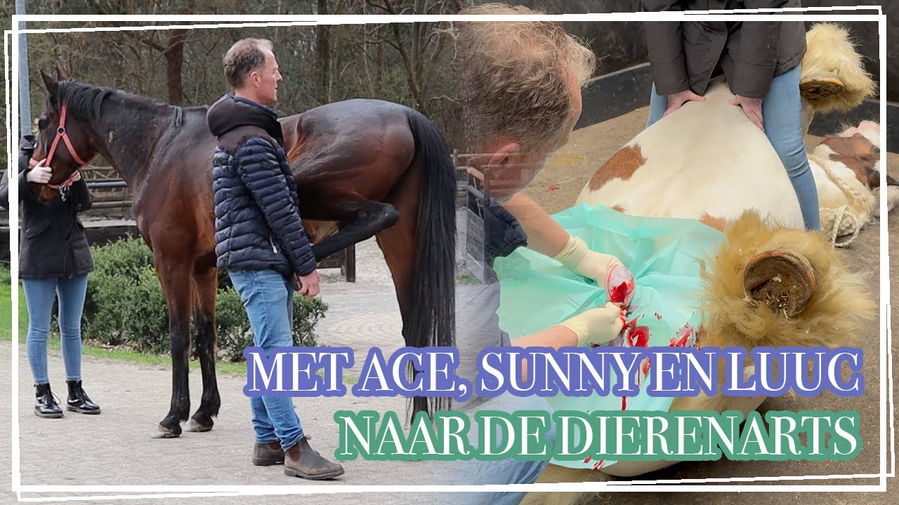 SUNNY HEEFT ZIJN SCHOFT GEBROKEN! || Vlog Paardzoektbaas