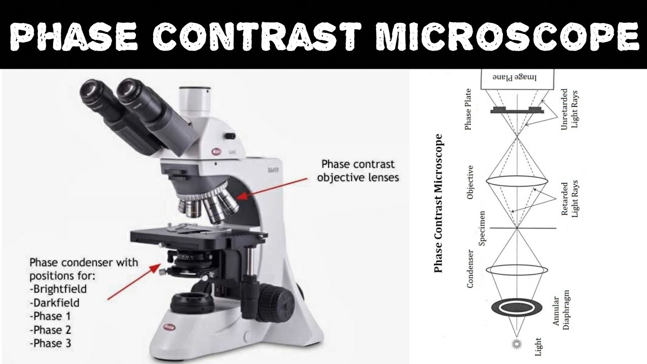Phase contrast microscope | principle, working and instrumentation | microscopy | forensic science