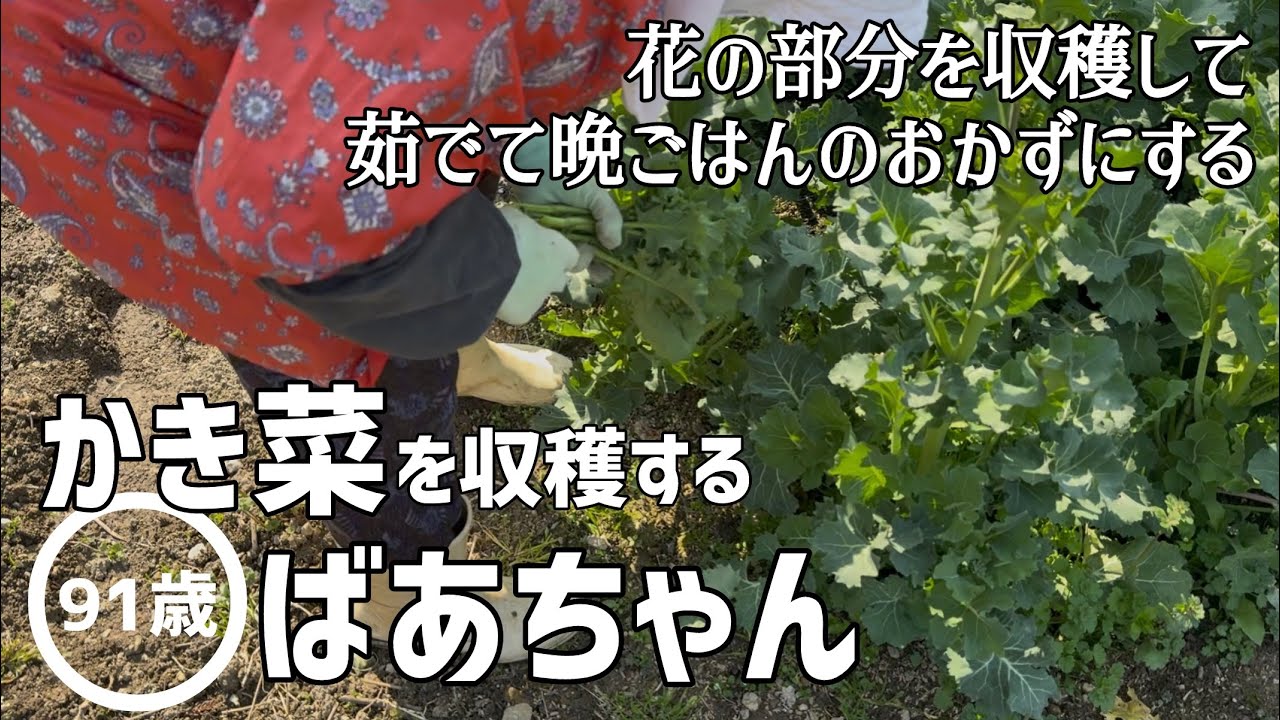 【畑仕事】かき菜を収穫する91歳のばあちゃん【田舎暮らし】