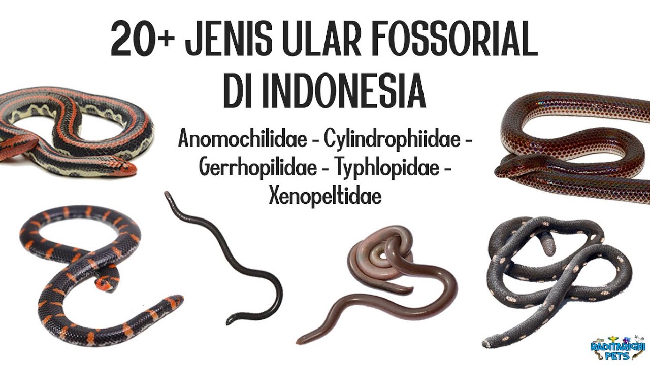 20+ Jenis Ular Penggali Tanah / Fossorial (Ular kawat, ular pipa, ular pelangi, dll) di Indonesia