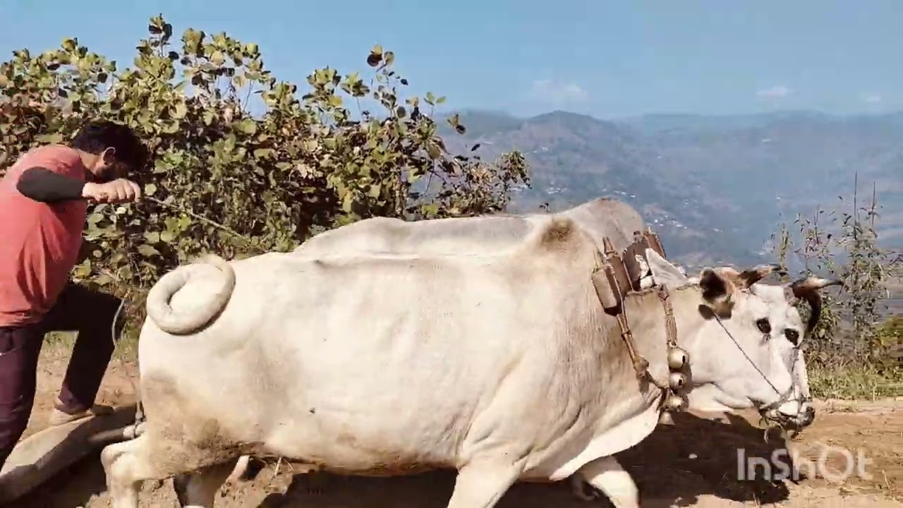 आज गेहूं बोने का दूसरा दिन कल की मिनी ब्लॉक में मिलते हैं आपको कोर्ट
