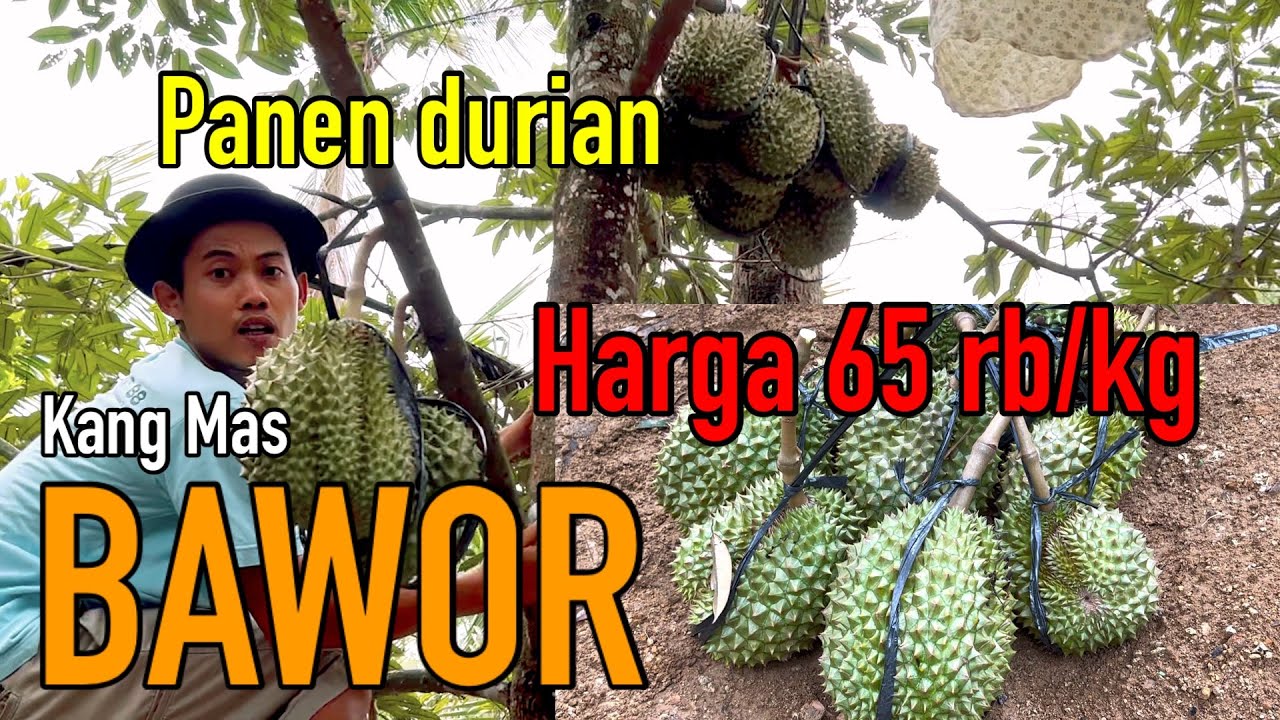 PANEN BAWOR HARGA MURAH 65rb/kg sat set