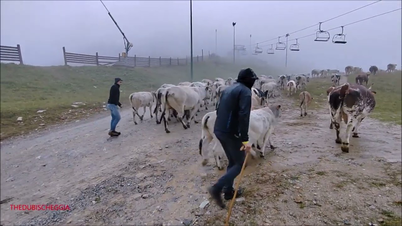 TRASFERIMENTO MUCCHE PER LA  TRANSUMANZA A PRATO NEVOSO (CN) PIANFORMAZZA. GIOV. 3 - 10 - 2024.