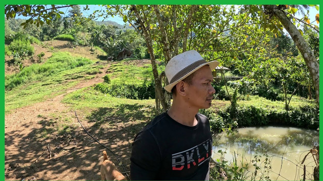 No Choice PO TAYO KAHIT BUMABA ANG PRESYO NG BABOY..KAILANGAN NA NAMIN SILA IBENTA
