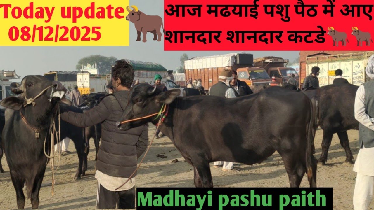 Madhayi pashu paith 🐂🐂 || jhota || katda || murrha bull || all animals || #pashumandi  