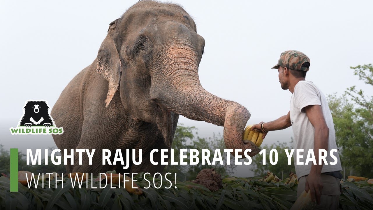 Mighty Raju Celebrates 10 Years At Wildlife SOS!