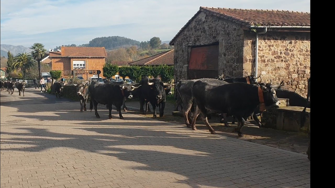 Pasá en Coo 5 de diciembre de 2018.Preparando ganado de Santi sañudo para la feria de Ibio.
