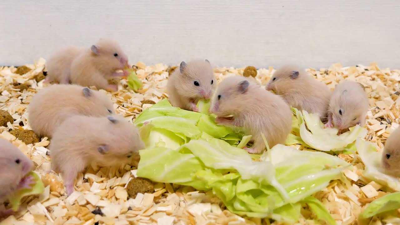 かわいいかわいいかわいいかわいいかわいいかわいいかわいいかわいいかわいいかわいいかわいいかわいいかわいいかわいいかわいいかわいい