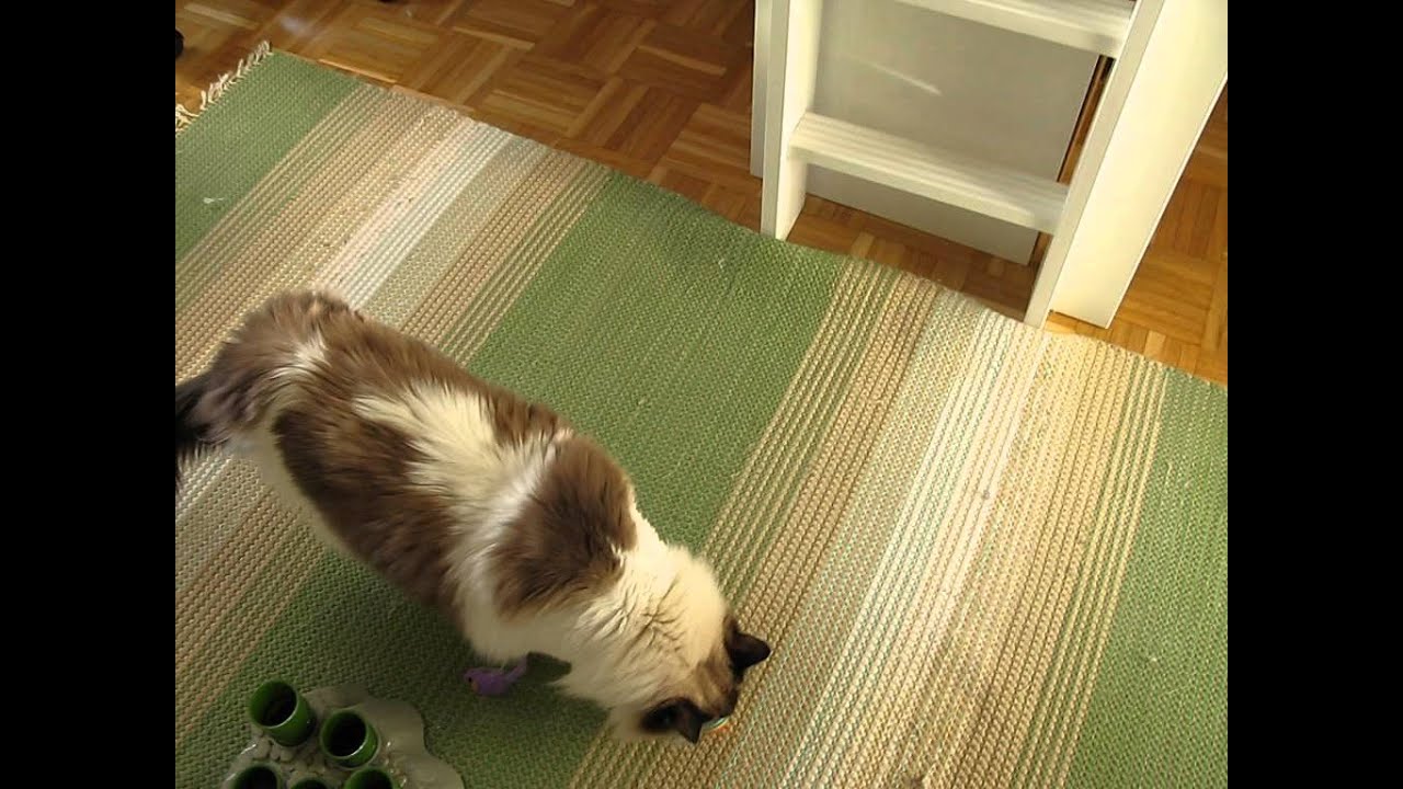 Cat hair everywhere!