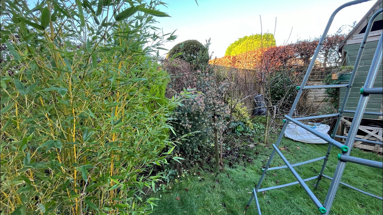 I Start to Tackle My Messy Overgrown Garden!😅
