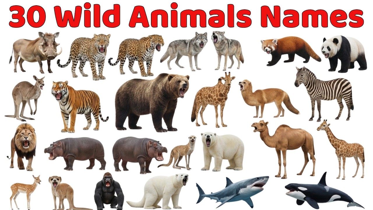 30 Wild Animals for Kids With Sounds & Pictures 🦁 | Learning Video for Toddlers & Preschoolers