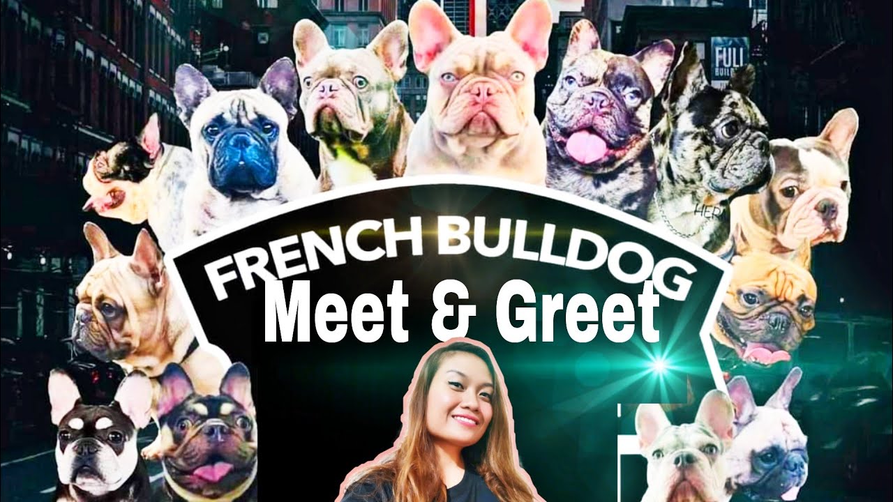 FRENCH BULLDOG MEET N GREET 2022 | The Outlets Lipa Batangas Philippines | March 13, 2022