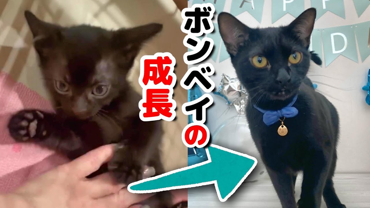 『小さな黒豹』ボンベイが赤ちゃんから大人になるまで【黒猫】【子猫】