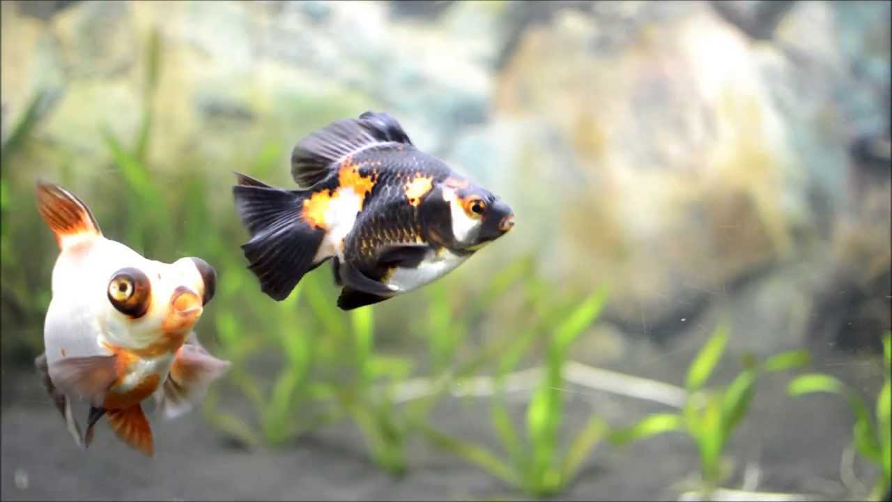 Misuzu's Fancy Goldfish