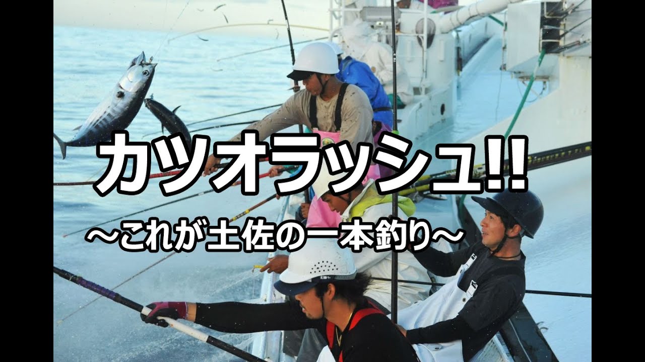 カツオラッシュ!!　これが土佐の一本釣り