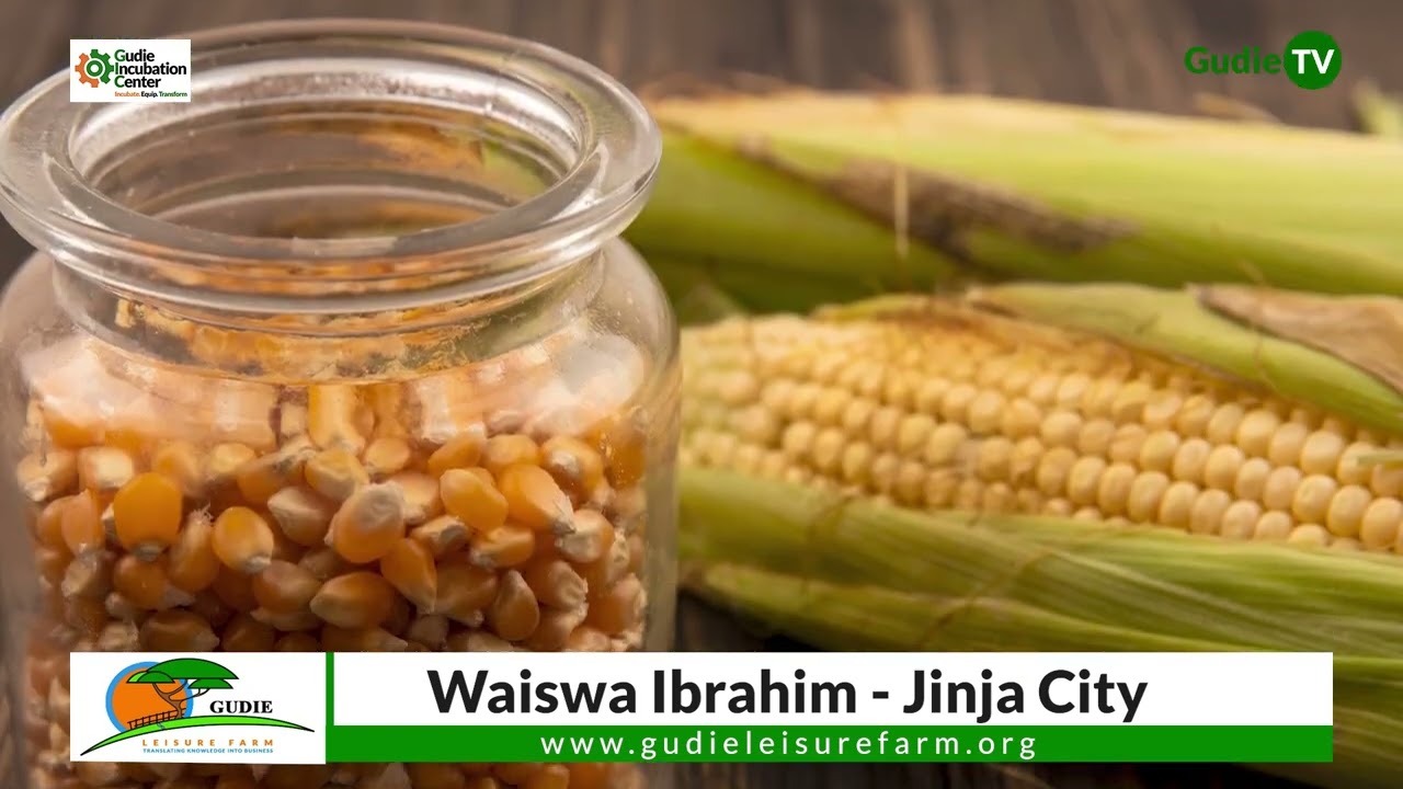 How to Prepare Your Maize Seeds Before Planting by Waiswa Ibrahim from Jinja.