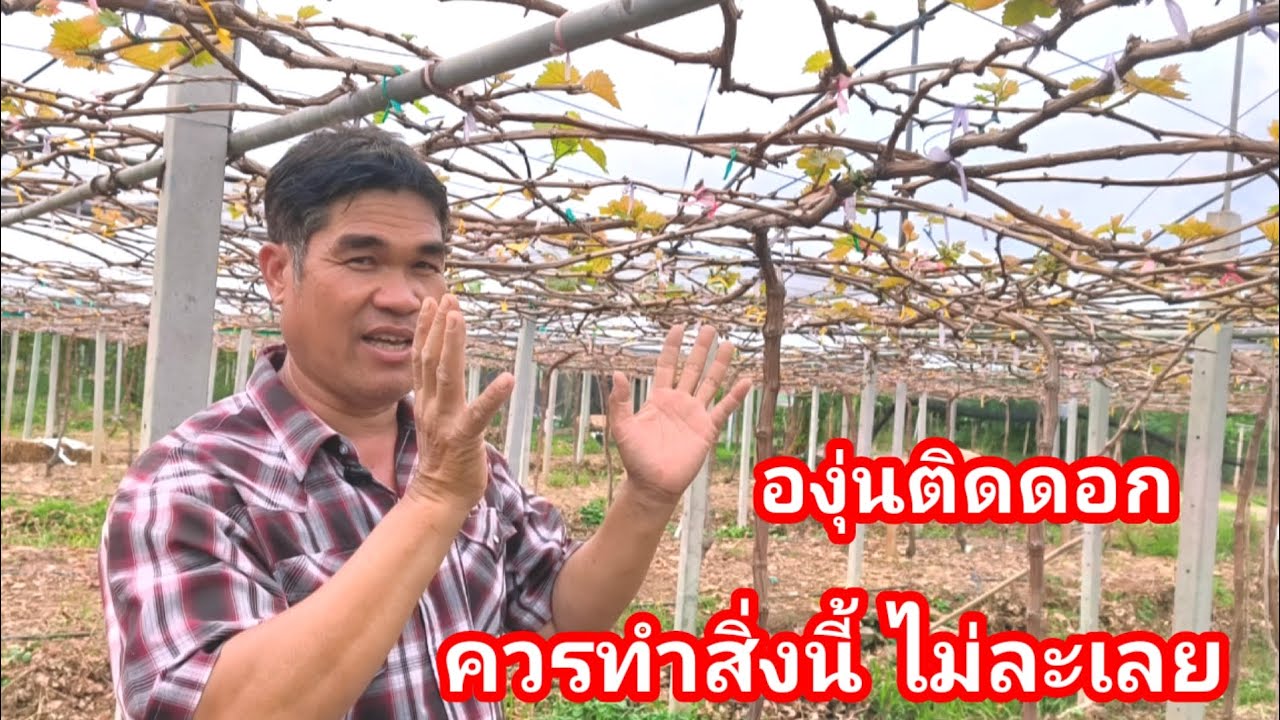 คนปลูกองุ่นไม่ควรละเลย ให้สังเกตแปลงของตัวเอง เวลามีดอกยิ่งต้องดูแลเป็นพิเศษ#ไร่องุ่นเจริญทรัพย์