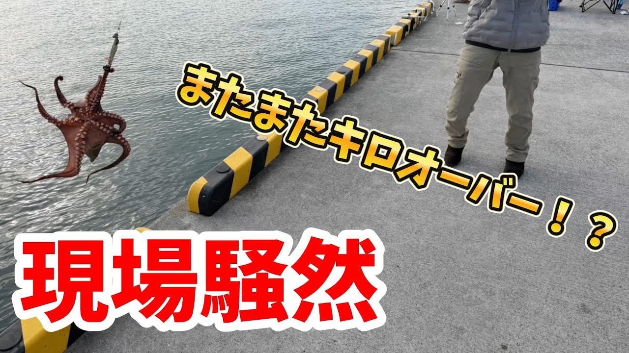 【堤防タコ釣り】教えるつもりが…やってしまいました