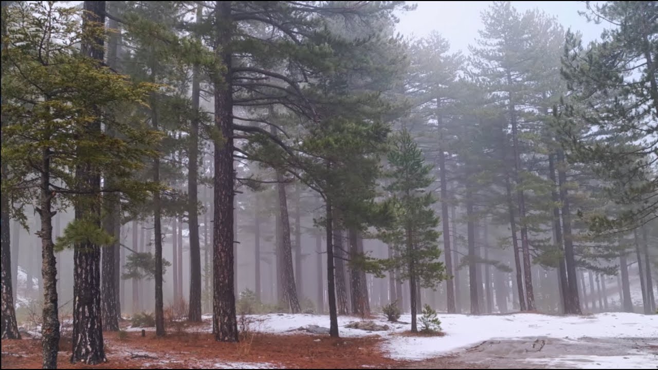 Foggy Forest Rain Ambience  Calm Nature Sounds for Sleep & Relaxation 8 Hours