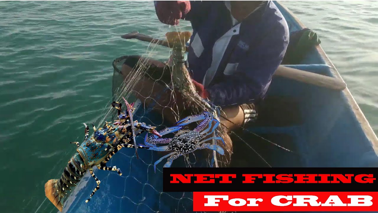 PUKAT / JARING KEPITING RAJUNGAN | Dapat bonus LOBSTER MUTIARA | NELAYAN TRADISIONAL