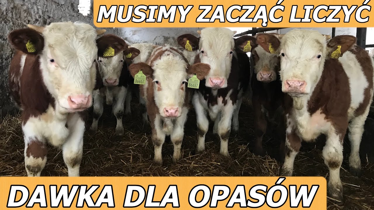 DLACZEGO WARTO BADAĆ KISZONKI ? UKŁADAM TAŃSZĄ DAWKĘ POKARMOWĄ DLA SIMENTALI