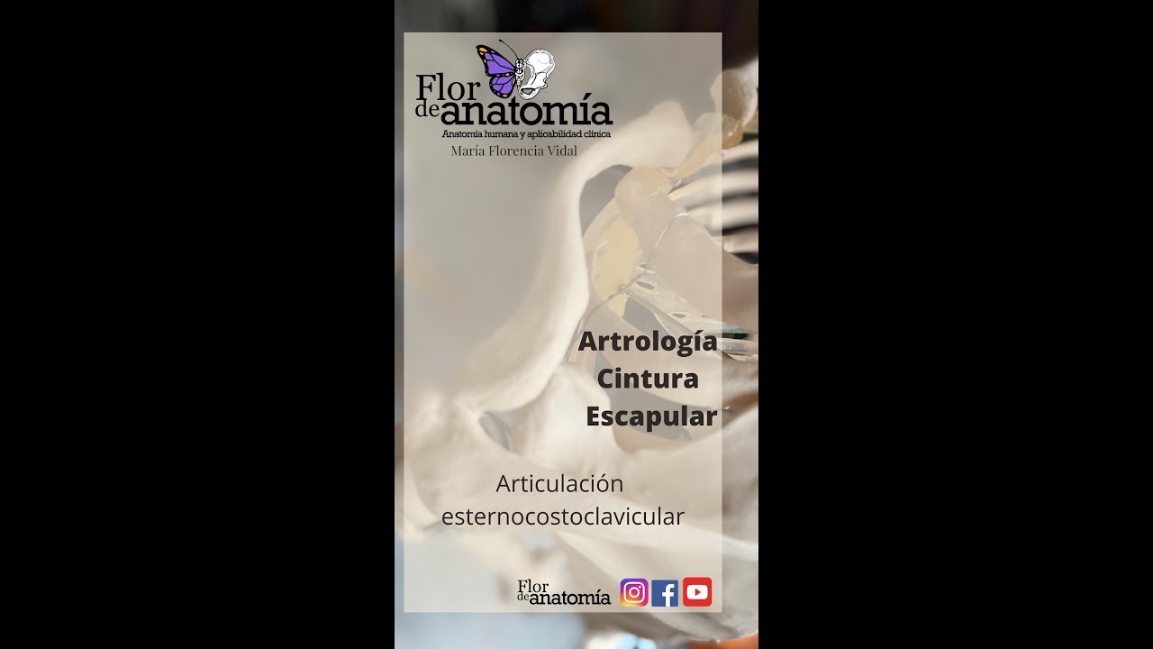 ANATOMÍA HUMANA: Articulación esternocostoclavicular