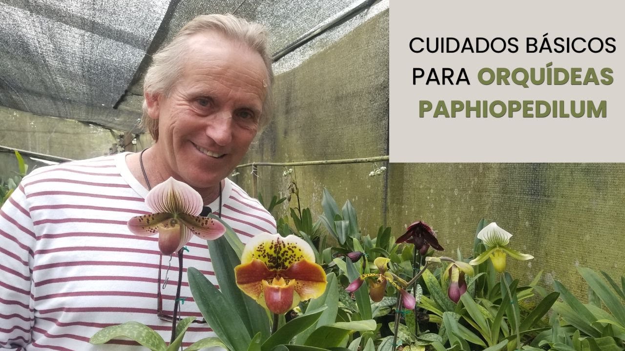 Cuidados básicos de orquídeas Paphiopedilum 