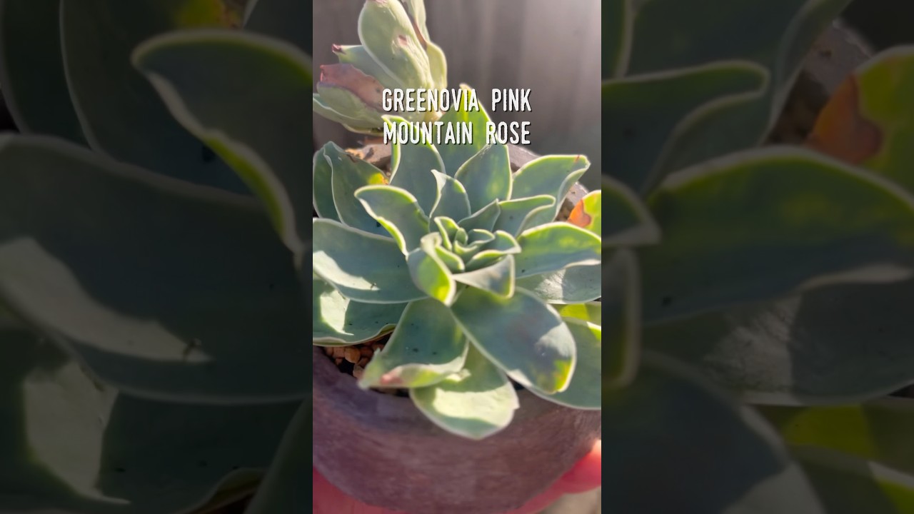 Greenovia Pink Mountain Rose&mdash;fingers crossed for those pink hues to return! 🪴 #succulents #aeonium