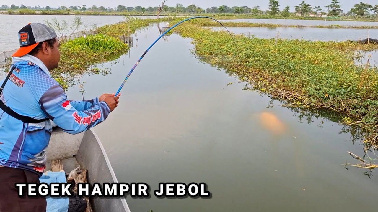 8EDAN.. Mancing ikan mas liar besar bikin tegekku hampir jebol