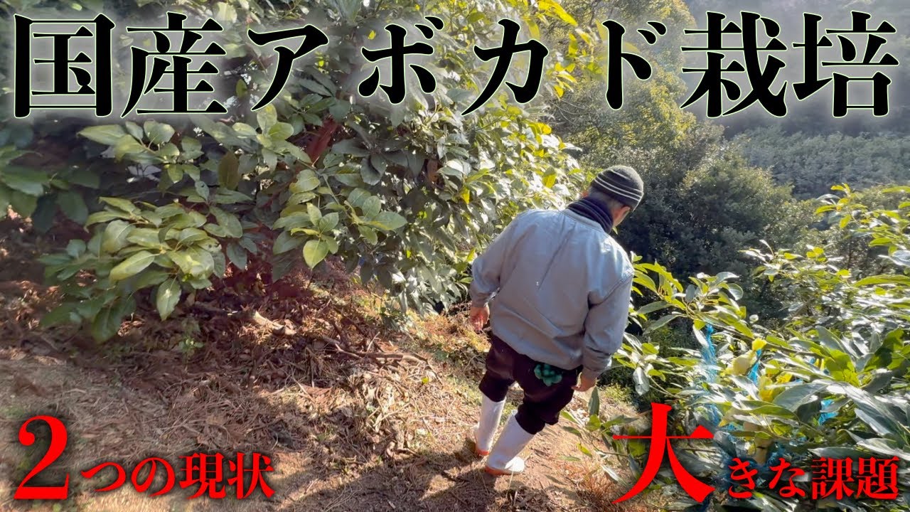 【国産アボカド栽培】2つの現状と見えてきた大きな課題．．．．