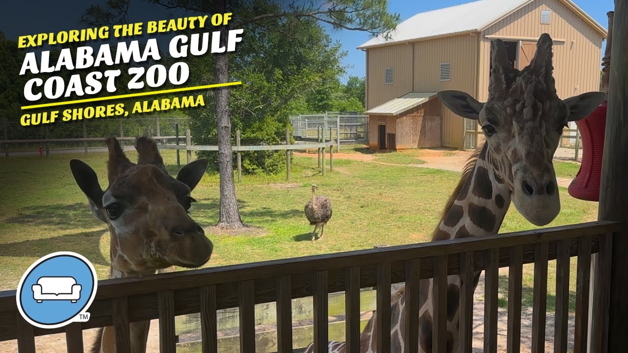 Unique, Incredible Animals to Encounter at the Alabama Gulf Coast Zoo in Gulf Shores, Alabama