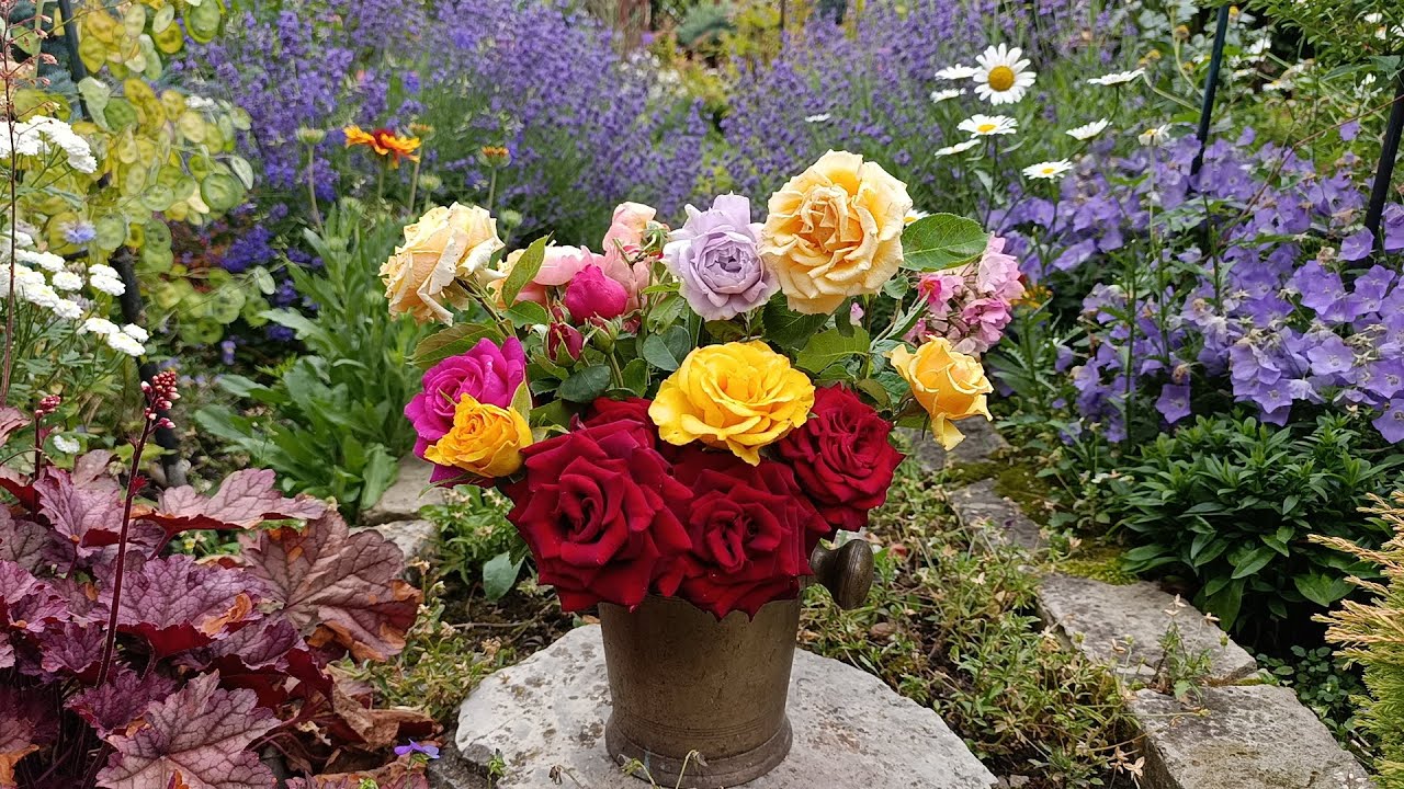Первая волна цветения роз 🌹. Прогулка по саду 😊