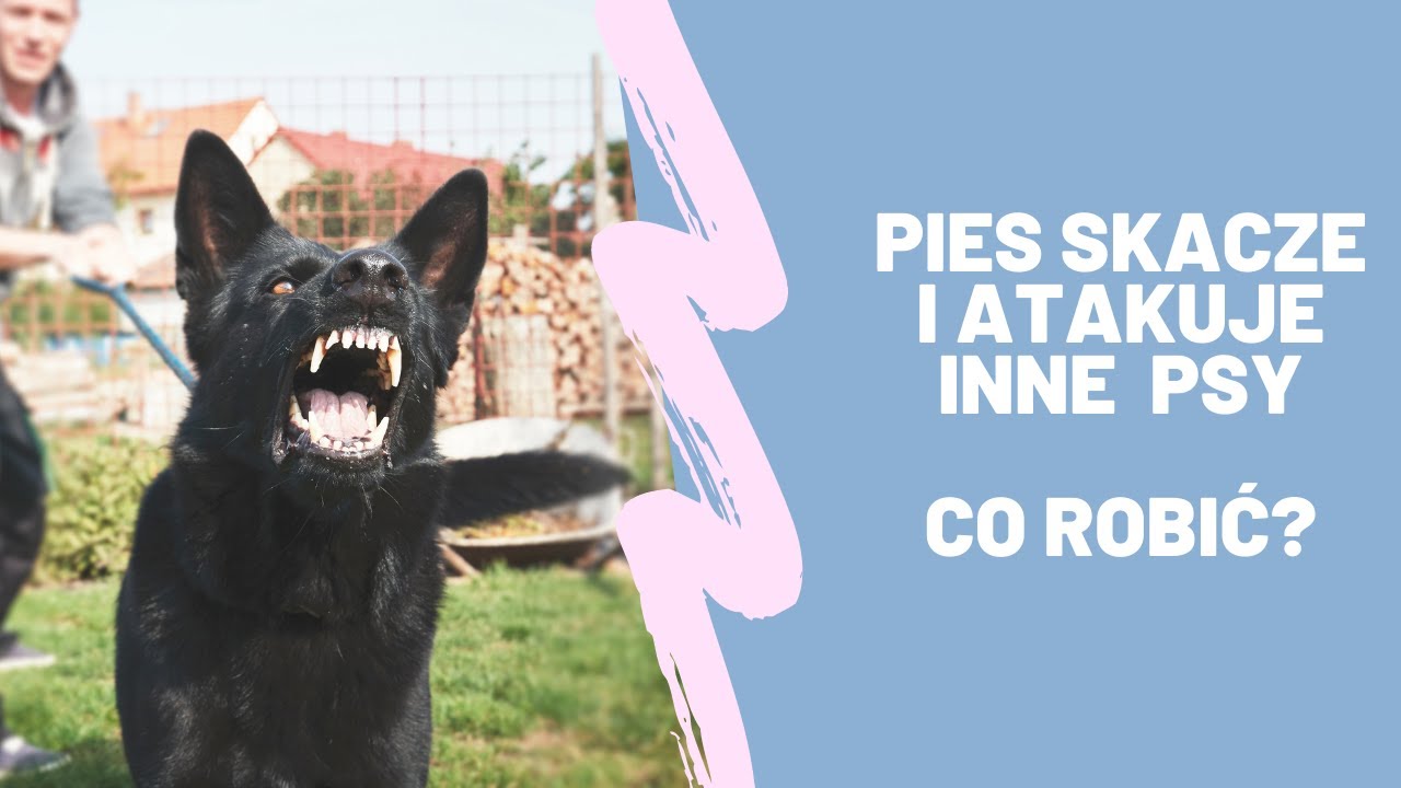 Pies atakuje inne psy - konsultacja z klientem