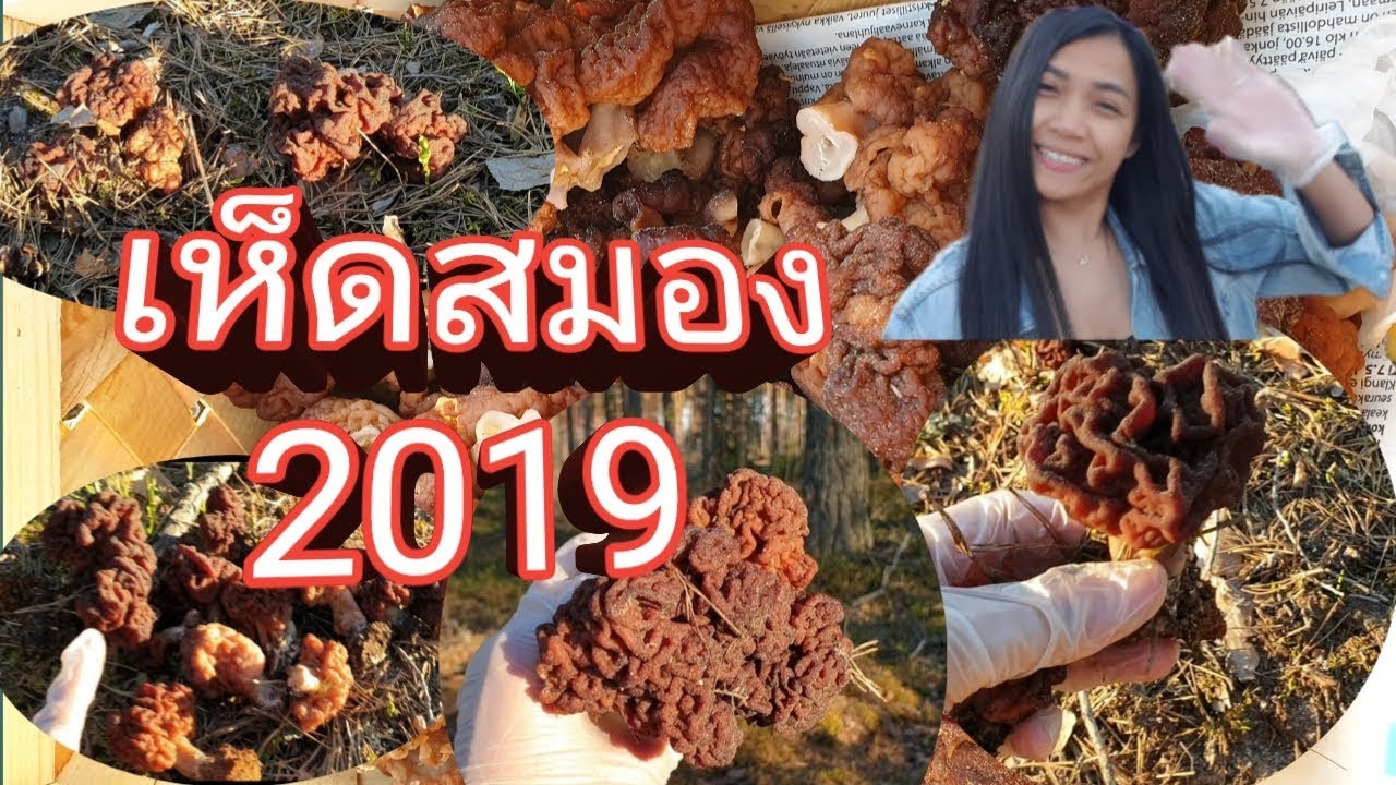 19.5.2019 เก็บเห็ดสมองกับพี่ติ๊ก ที่เดียวเกือบเต็มตระกร้า😯ใหญ่ๆสวยๆ