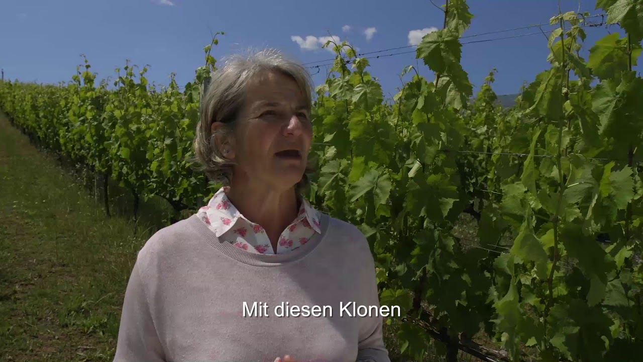 Haroula Spinthiropoulou, Weinanbauberaterin | Ktima Kir-Yianni