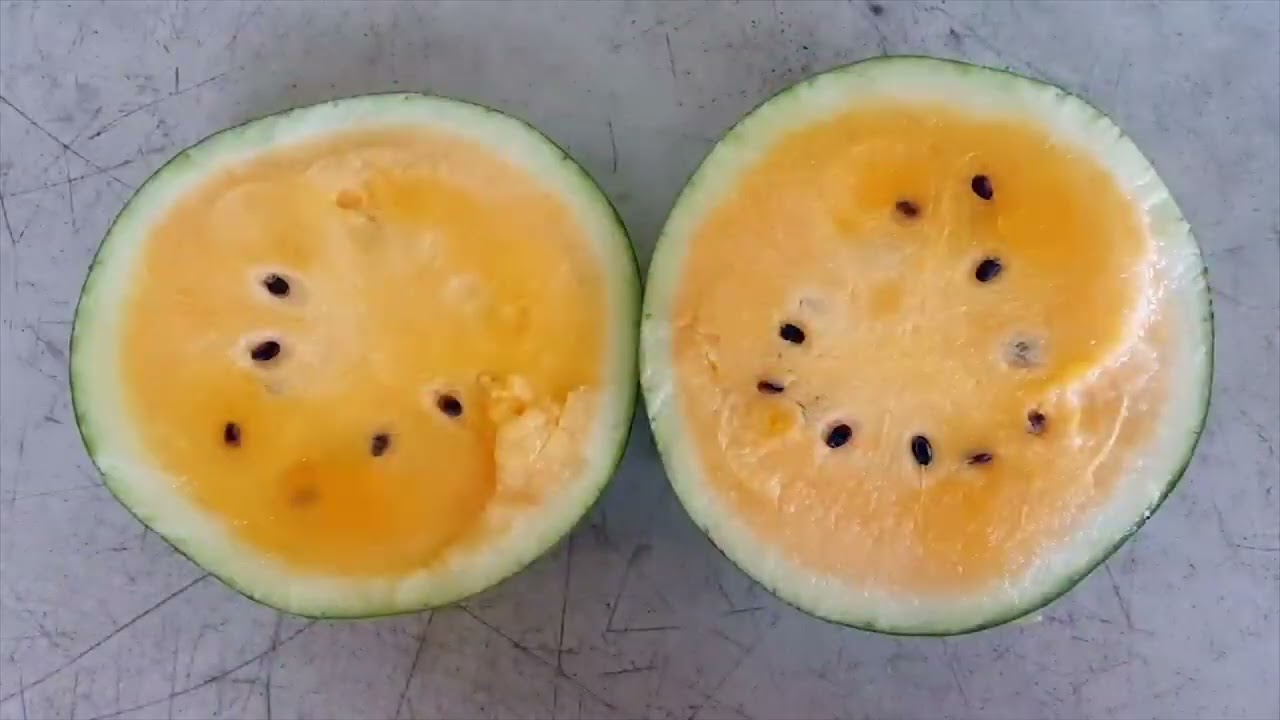 Hechos del Agro - CULTIVO DE SANDÍA DE COLORES