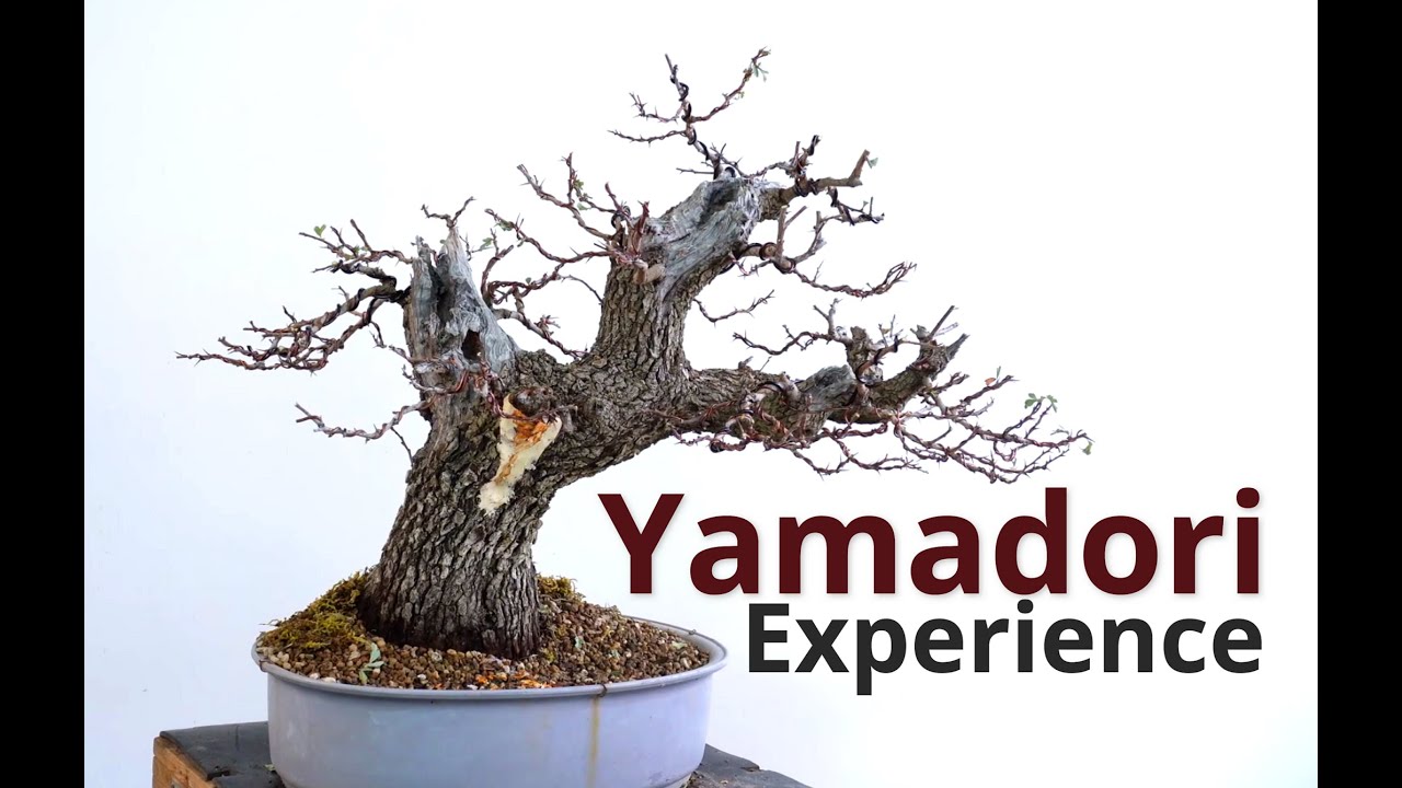 Styling yamadori bonsai