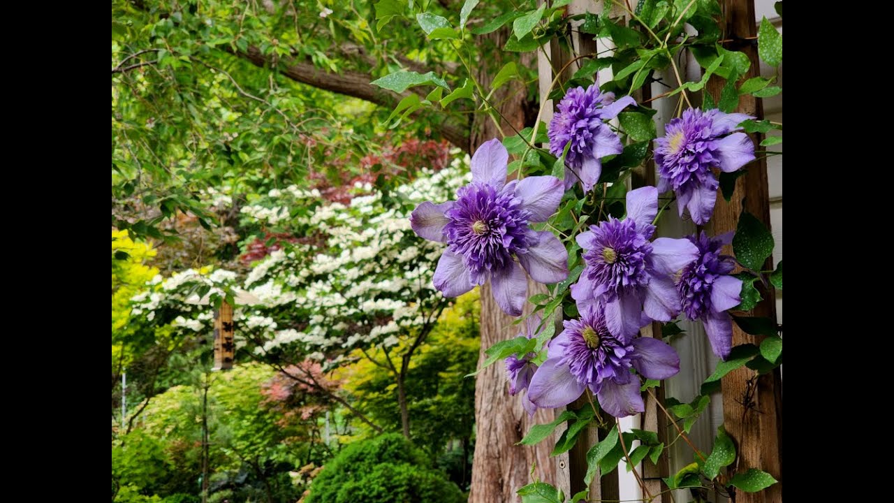 Garden Strolls Through the Seasons Part II: Early June