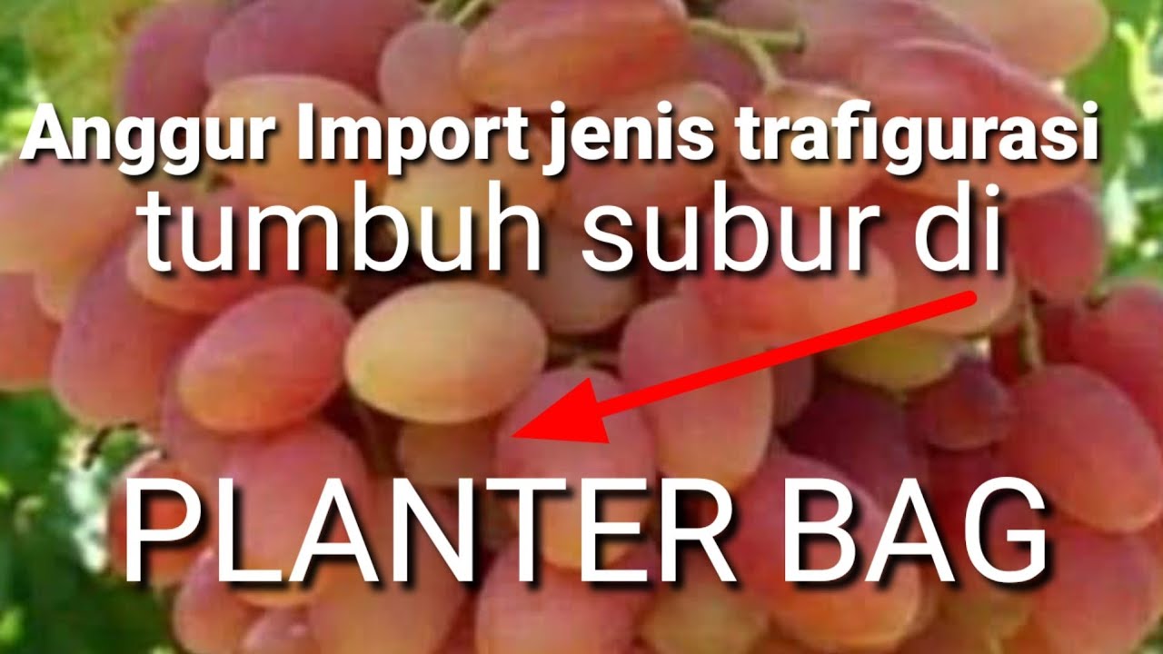 #Anggur,Import Jenis Tranfigurasion Subur Tanam Dalam Planter Bag.anggur import unggul