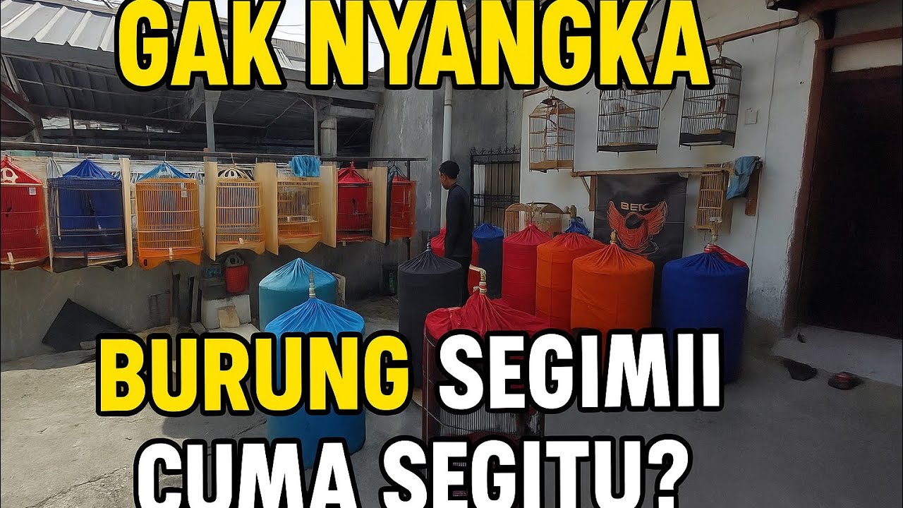 TERSEMBUNYI DI GANG KEMAYORAN! MURAI LOMBA CUMA SEGITU?!