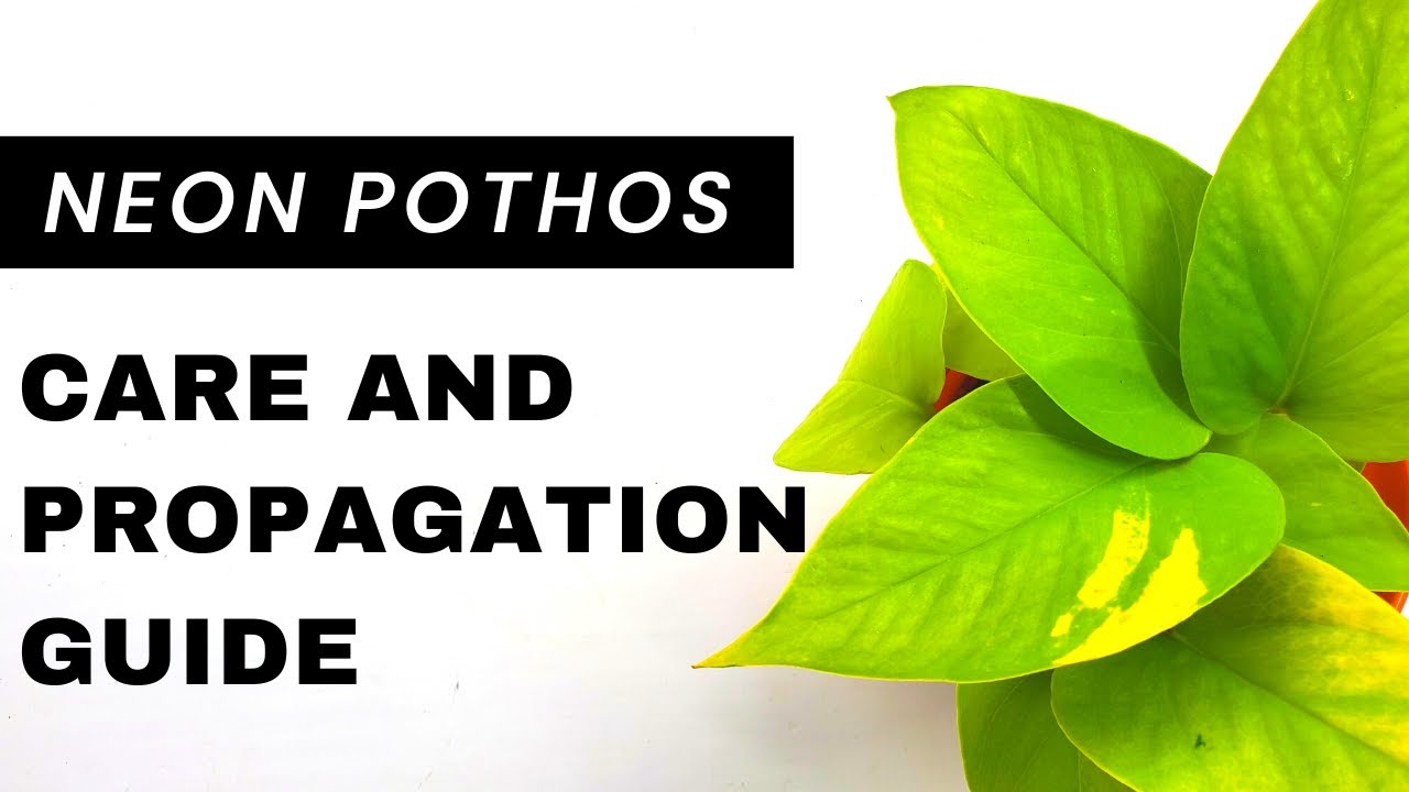 Neon Pothos Care and Propagation (+ 1 month propagation result) | How to take care of neon pothos!