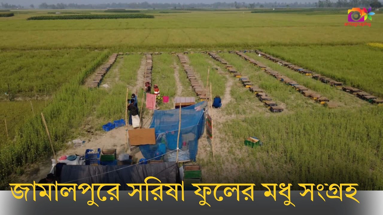 জামালপুরে সরিষা ফুলের মধু সংগ্রহ Honey Extraction honey 2