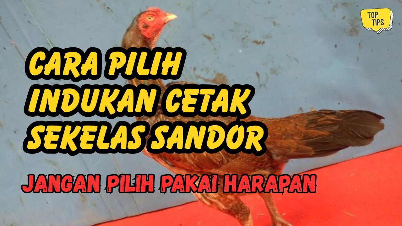 Cara Memilih Indukan Ayam Super Sandor