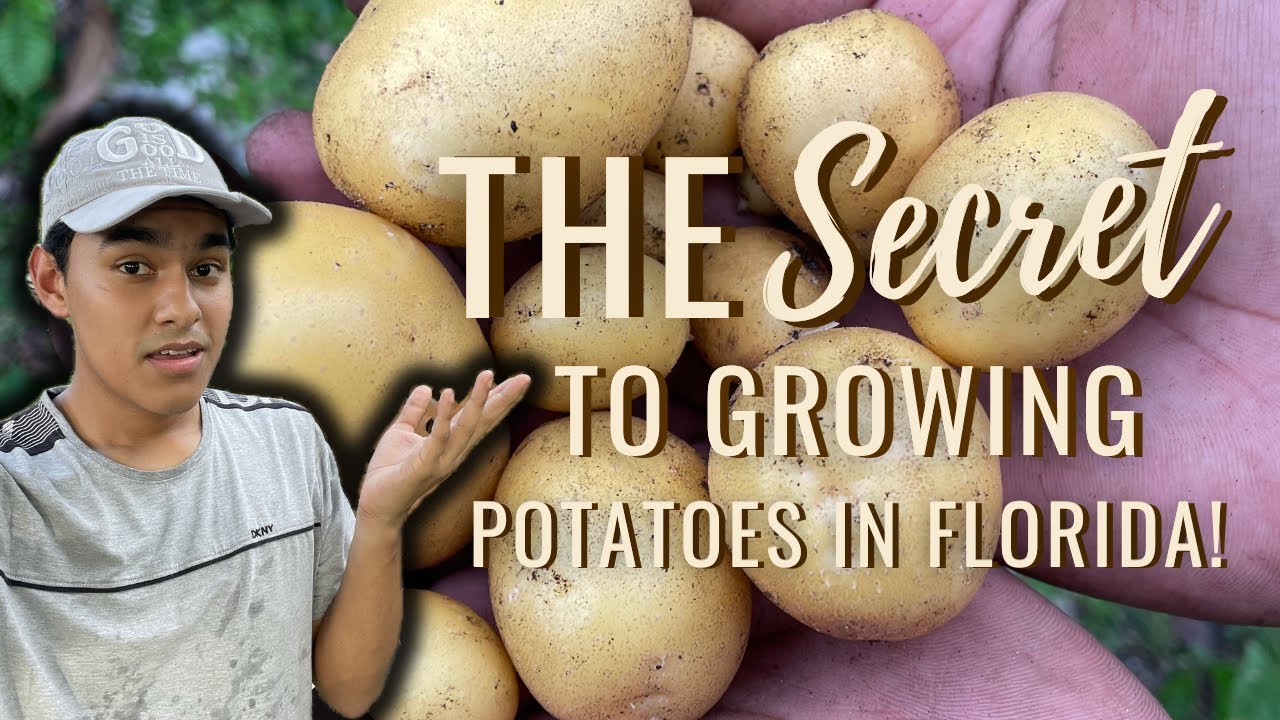 The SECRET to Growing Potatoes in Florida!🥔🌿S:3, Ep.49//The Ultimate Gardener