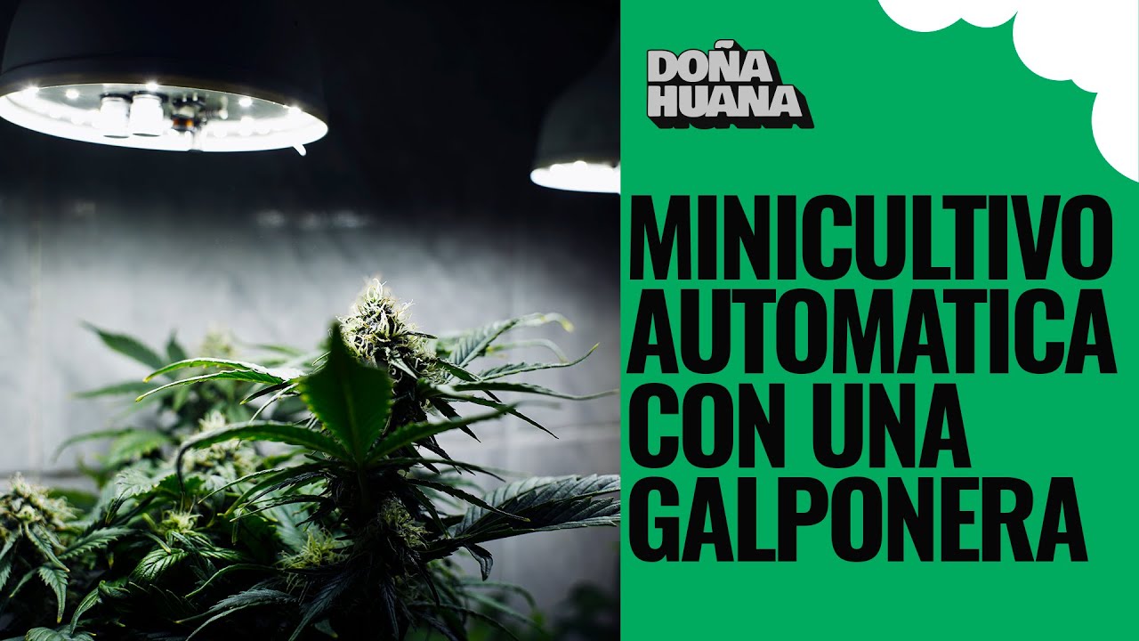 LUZ GALPONERA INDOOR - MINICULTIVO  - SIN FERTILIZANTE - SIN MEDIR NADA