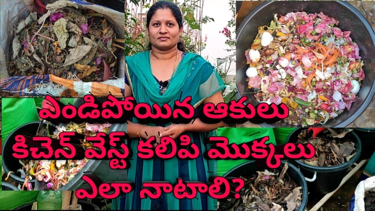 How to plant plants with dry leaves mixed with kitchen waste || 