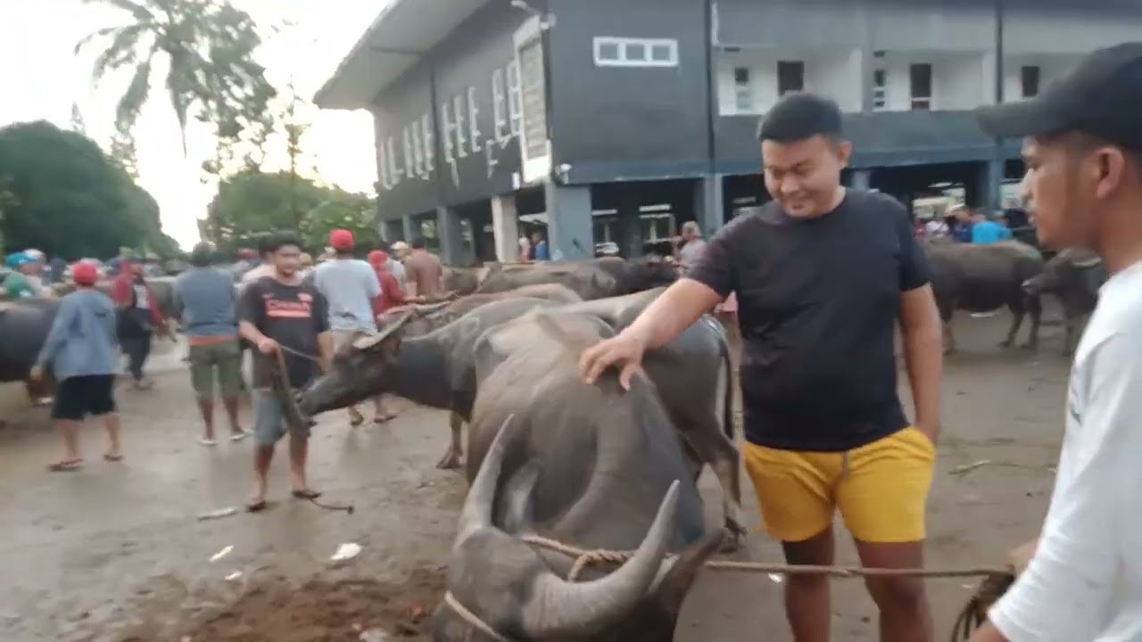 Iba't iba uri ng mga kalabaw.(Aug.15,2025) #livestock #viralvideo #buffalo #carabao #animals 